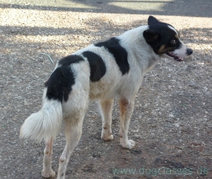 Hund